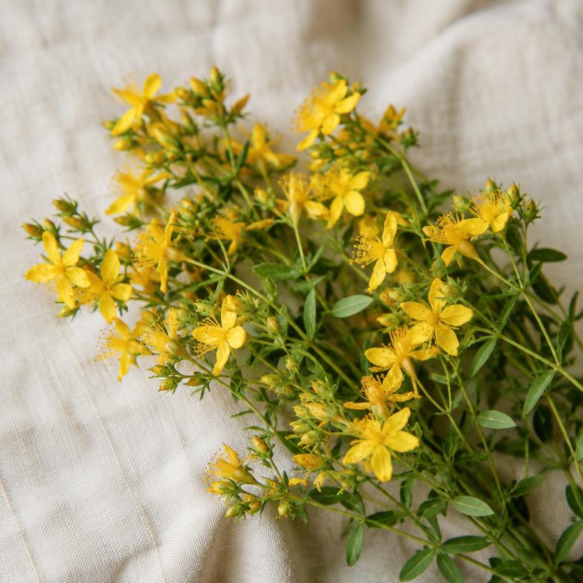 St John's wort